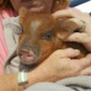 Meet your Posher, Blue